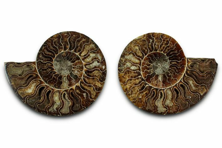 Cut & Polished, Crystal-Filled Ammonite Fossil - Madagascar #336666